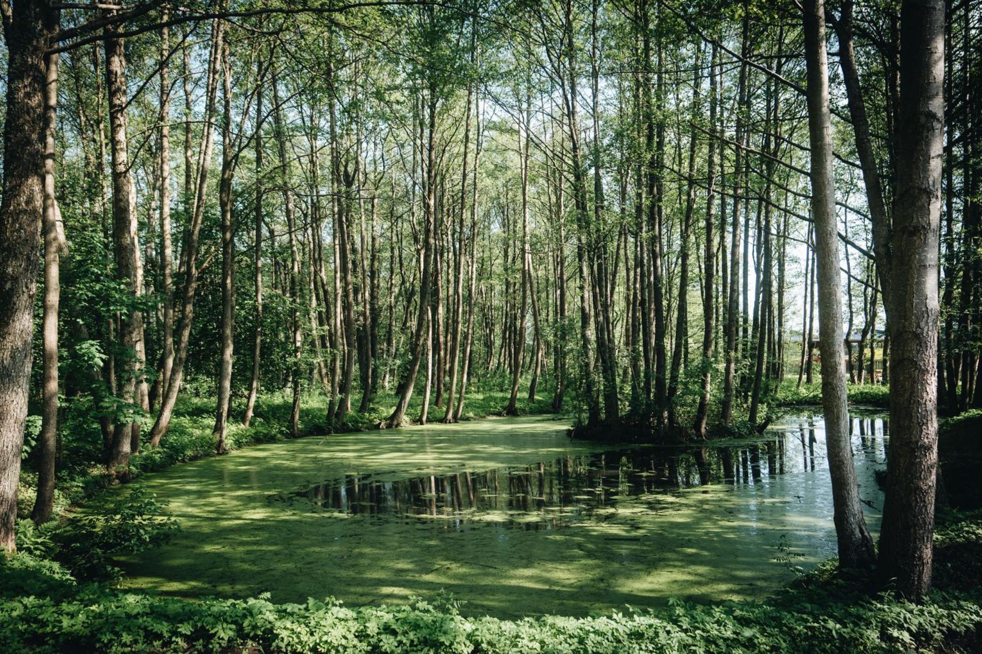 Nemirseta Forest Apartments 帕兰加 外观 照片